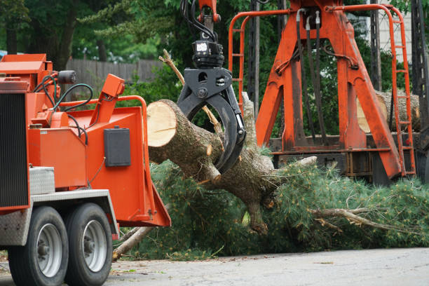 The Steps Involved in Our Tree Care Process in Clearwater, KS